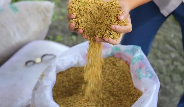 De an 1 trieu ha lua se khac phuc tinh trang canh tac manh mun, nho le hinh anh 2